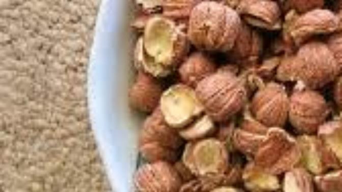 Do you like acorn?