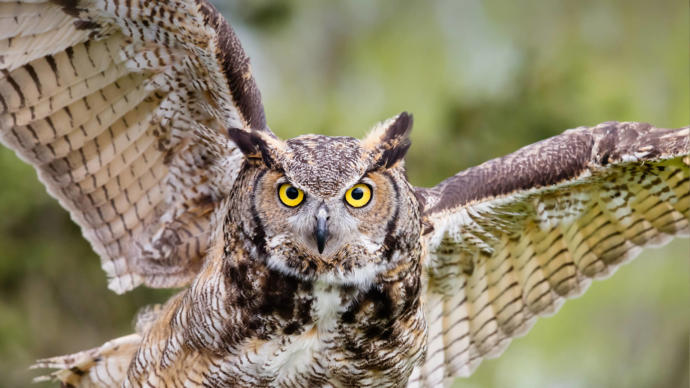Has anyone ever seen an owl in the wild?