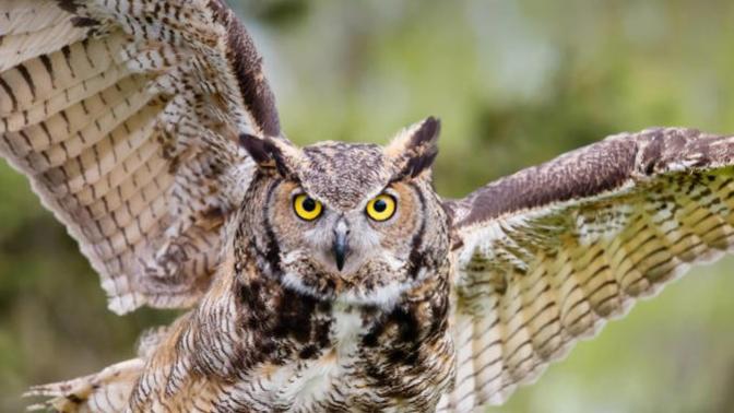 Has anyone ever seen an owl in the wild?