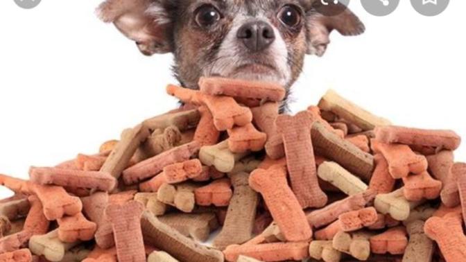 Have you ever tried a dog treat?