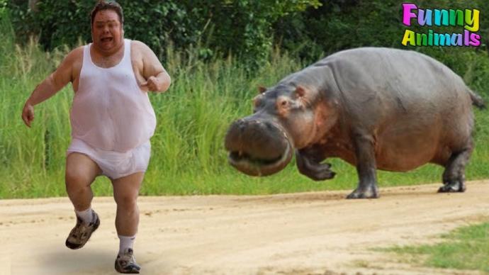 Why is this hippo chasing this man?