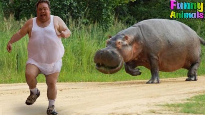 Why is this hippo chasing this man?