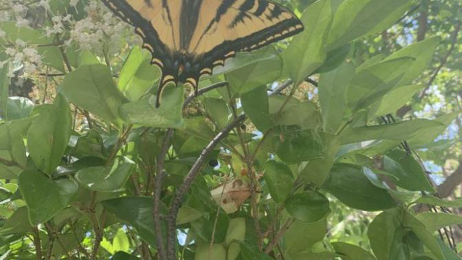 What kind of butterfly is this?(pic)?