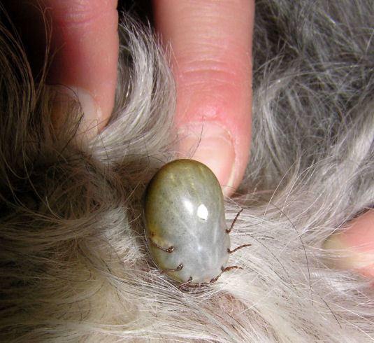 I found a tick on my underwear (I know embarrassing) but I don’t see a bite, or bump?