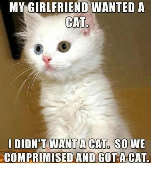 Boyfriend won't let me get a cat? Why is this all over the internet? What is his problem?