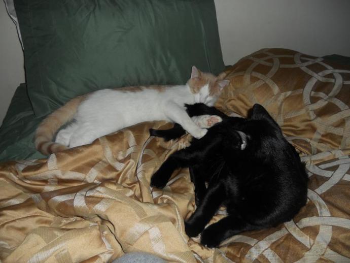 Boyfriend won't let me get a cat? Why is this all over the internet? What is his problem?