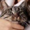 Boyfriend won't let me get a cat? Why is this all over the internet? What is his problem?