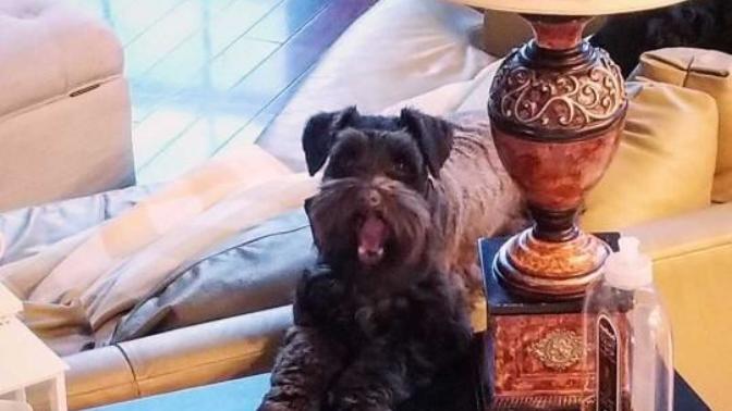 Has your dog ever made a funny face or did anything silly or dumb? And if so post a picture?