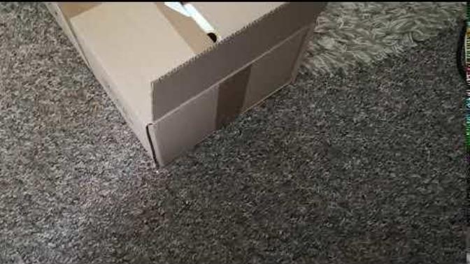 What do you think about my low budget cat video?