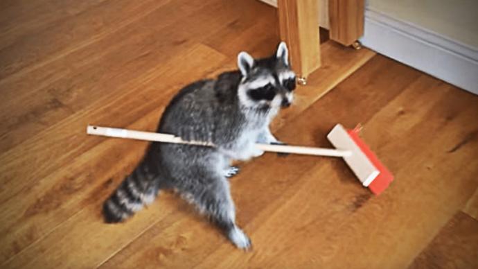Would you ever hire a raccoon for chores?