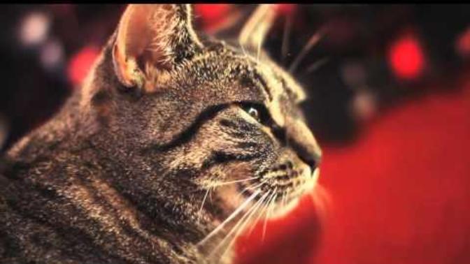 Can your cat sing?