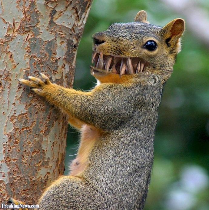 What do you feed your attack squirrel?