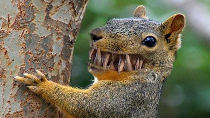 What do you feed your attack squirrel?