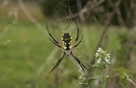 What Think Ye Of God's Wonderful Creation the Spider? (Proverbs 30:28 KJV) Do You Truly Appreciate Them?