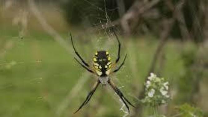 What Think Ye Of God's Wonderful Creation the Spider? (Proverbs 30:28 KJV) Do You Truly Appreciate Them?