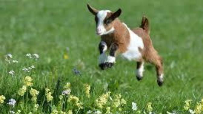 Why in the World Did Jesus Use Goats to Represent Evil or Unrighteousness in the Gospel According to Matthew Chapter 25?