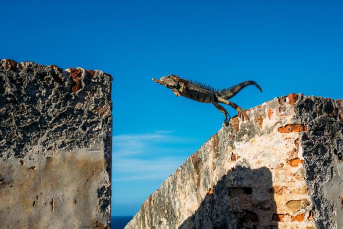 This Iguana is practicing parkour
