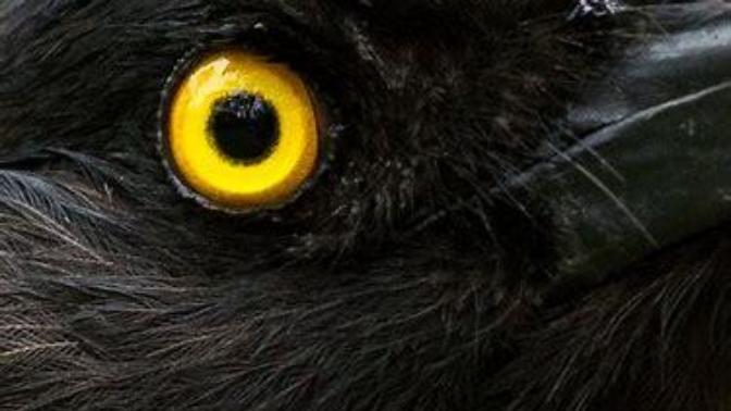 "The Eyes of the LORD are in every place, beholding the Evil and the Good; Proverbs 15:3 KJV. What Think Ye?