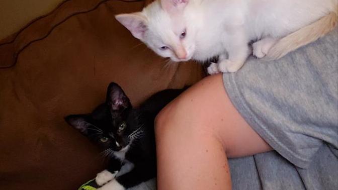 Do your pets lay on you and make it so that you can't move?