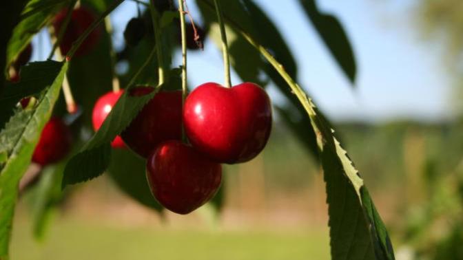 Do you grow anything in your garden?