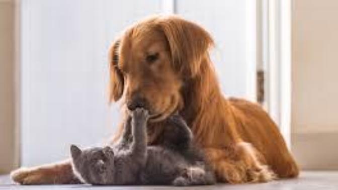 Why Are Cats Never Mentioned in the Bible, and Dogs are only Mentioned in a Bad Way in Protestant Bibles (Catholic Bibles Have 1 Nice Reference) ?