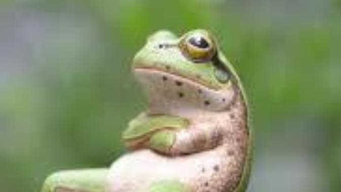 Am I a froggie?
