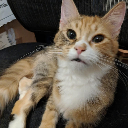 This is Miss Kitty. She is named for the saloon girl on the old television show Gunsmoke.