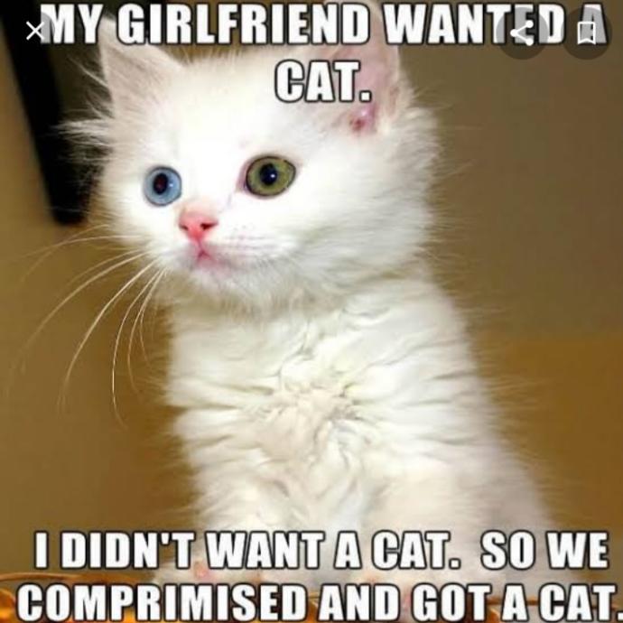 What does it mean for a relationship when a couple acquires a pet?