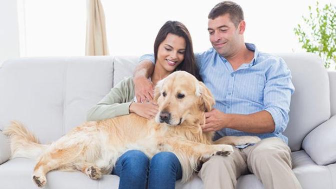 What does it mean for a relationship when a couple acquires a pet?