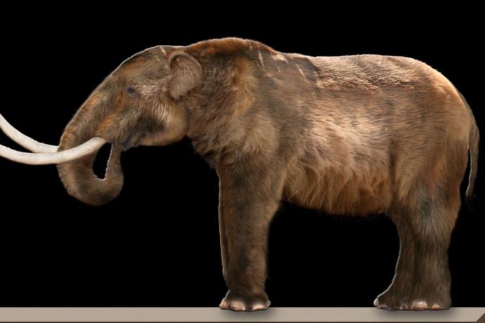 What's your favorite animal from the ice age Americas?