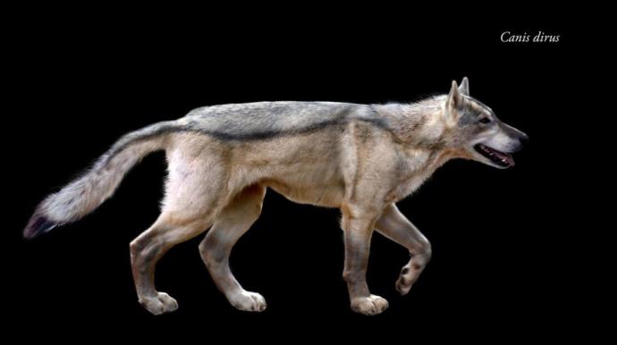 What's your favorite animal from the ice age Americas?