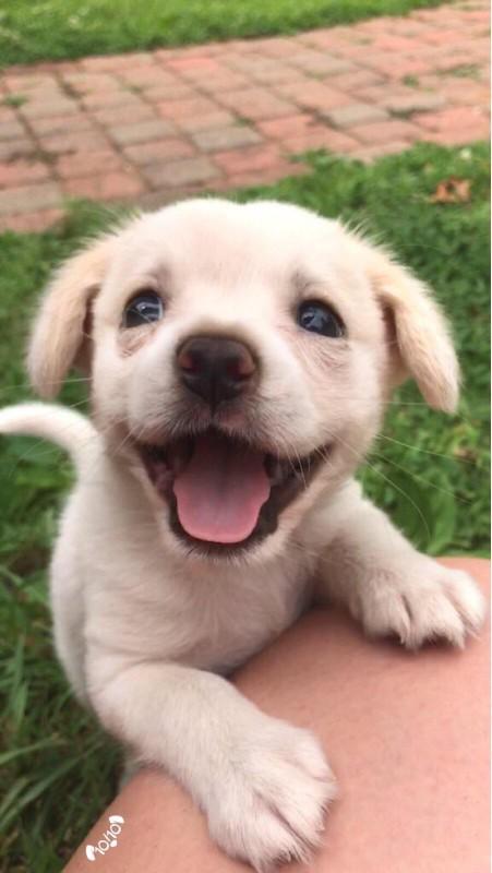 Would you rather... adopt a child or a puppy??