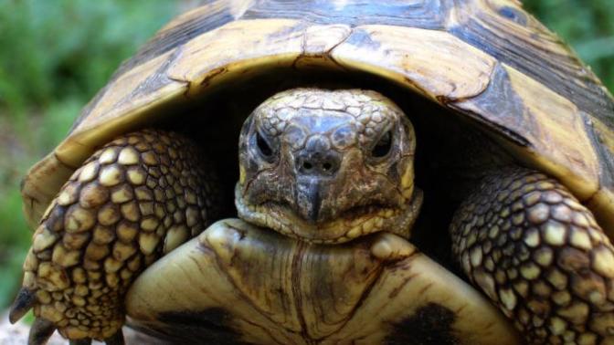 Do you think it's ok to swear at animals?