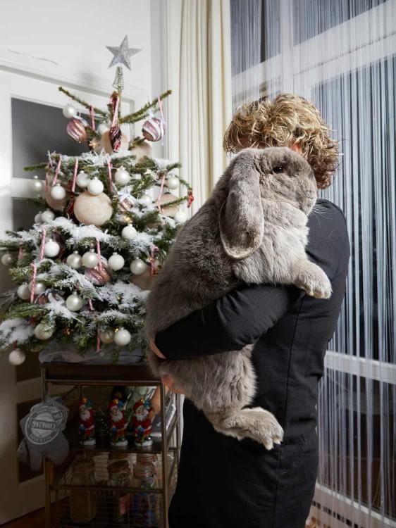 Would you ever have a giant flemish rabbit as a pet?