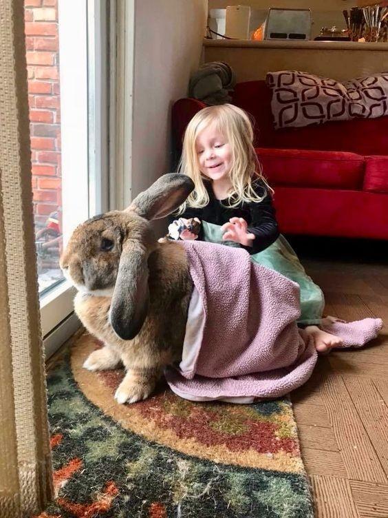 Would you ever have a giant flemish rabbit as a pet?