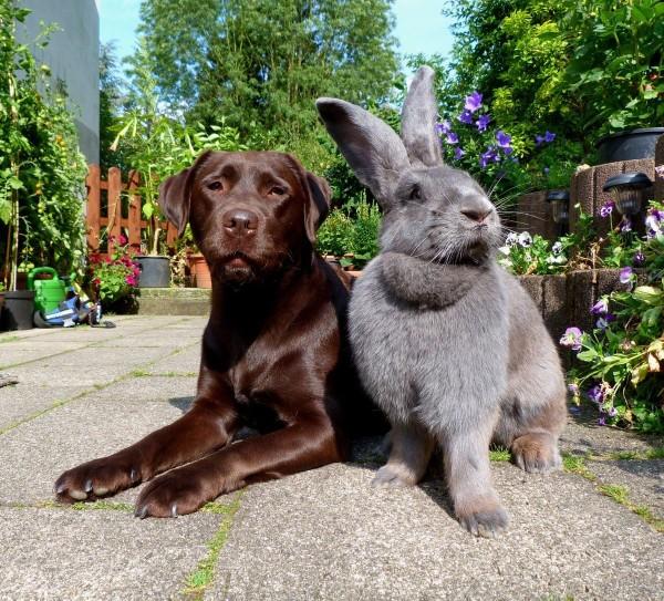 Would you ever have a giant flemish rabbit as a pet?