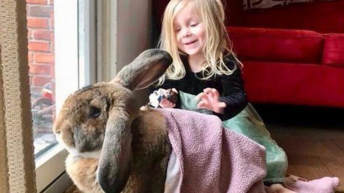 Would you ever have a giant flemish rabbit as a pet?