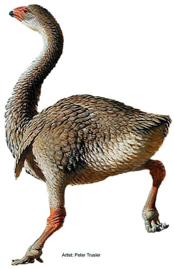 What is your favorite animal from ice age Australia?