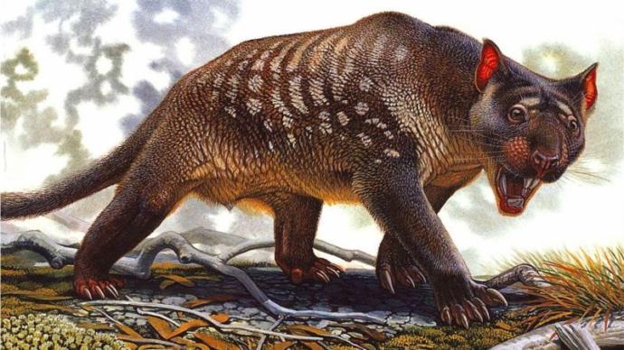 What is your favorite animal from ice age Australia?