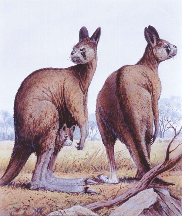 What is your favorite animal from ice age Australia?