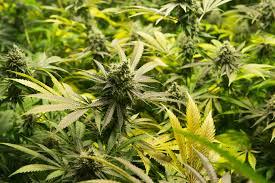 Do You Praise God for His Gift of Marijuana to the World?