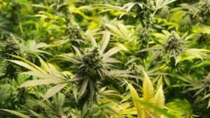 Do You Praise God for His Gift of Marijuana to the World?