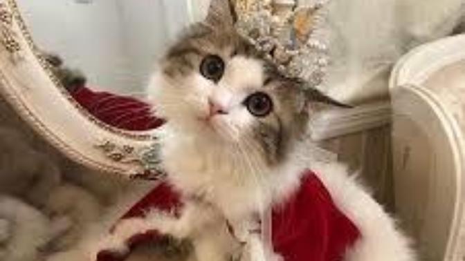What Religion or Worldview is Best at Caring For Animals?