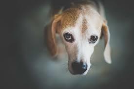 Which Religion or Worldview is WORST As Far As Failing to Care for Animals?