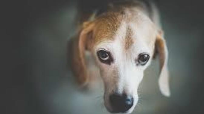 Which Religion or Worldview is WORST As Far As Failing to Care for Animals?