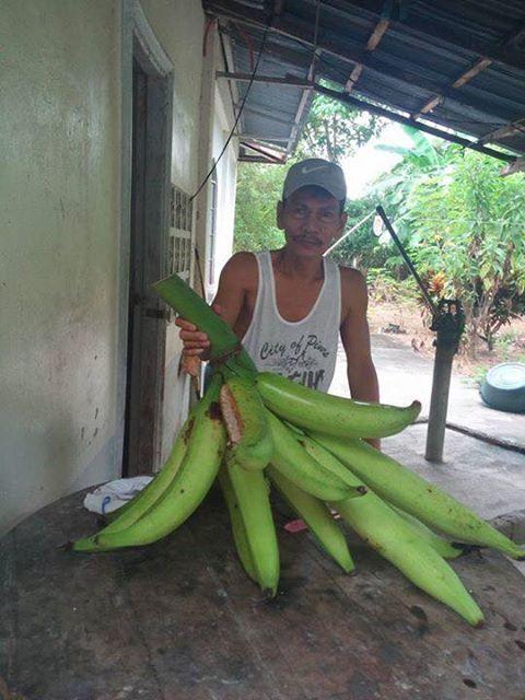 Banana F.