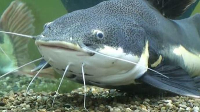 Do you consider a woman showing her shoulders or a bra strap indecent?