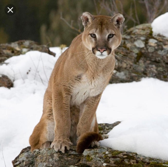 Would you have this cougar as a pet?