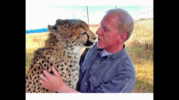Would you have this cougar as a pet?