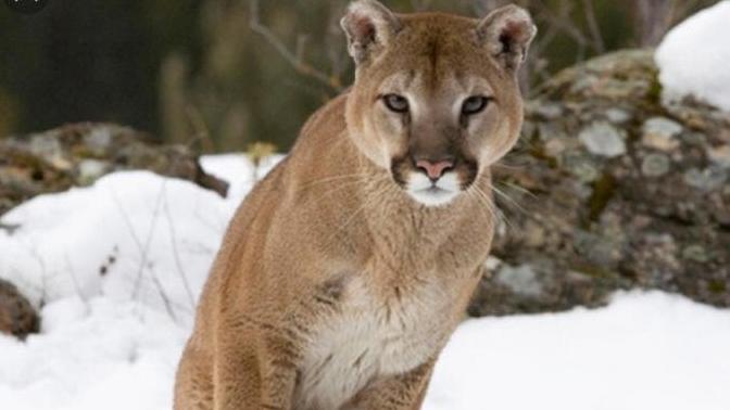 Would you have this cougar as a pet?